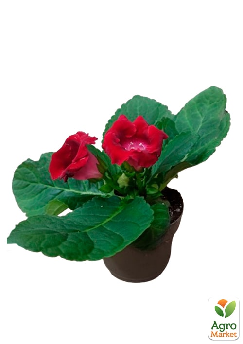 Глоксиния "Empress Red" высота 20см - фото 6