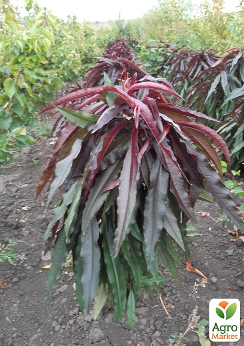 Нектарин колоновидный краснолистный "Бургунди" - фото 2