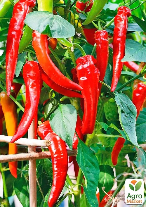 Перець "Харуз" (у банку) ТМ "Весна Органік" 5г 