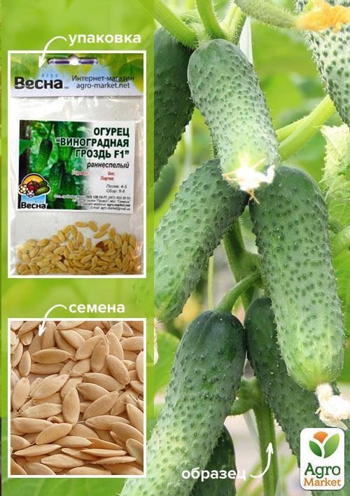 Огурец "Виноградная Гроздь F1" (Зипер) ТМ "Весна" 1.5г