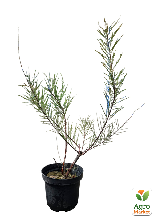 Тамарикс ветвистый 2-х летний "Pink Cascade" С2 - фото 2