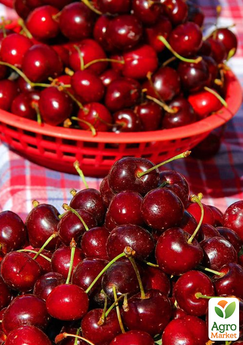 Комплект саджанців плодових "Великоплідний запас" 3саж