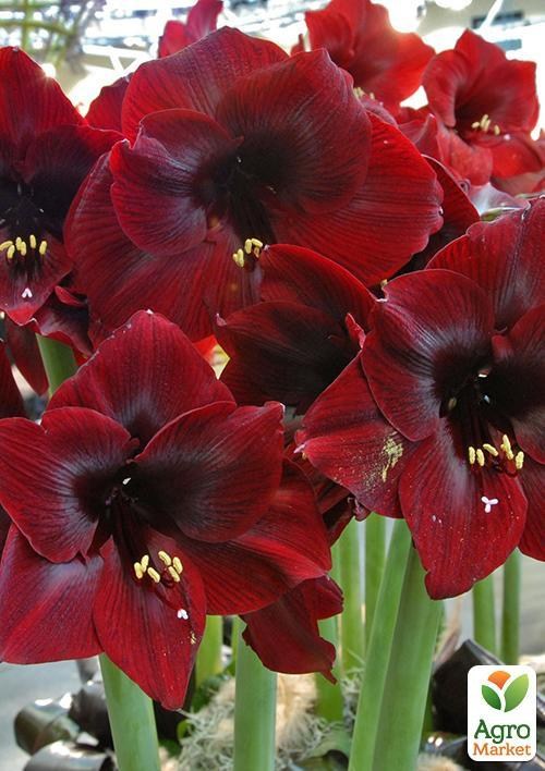 Амариллис "Royal Velvet" (размер 26/28 , очень крупный) 1шт в упаковке