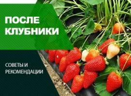 Що садити після полуниці: поради і заборони - корисні статті про садівництво від Agro-Market