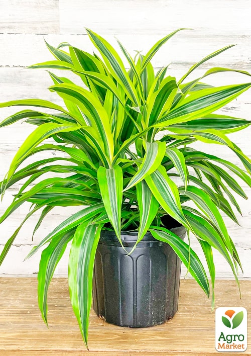 LMTD Драцена "Lemon Lime" (высота 20-30см) - фото 5