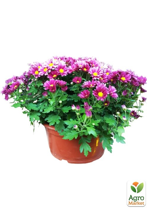 Хризантема Садовая "Verano Rose" (высота 30-50см) - фото 2