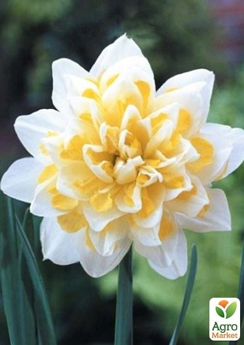 Нарцис "Irene Copeland" 2шт в упаковці