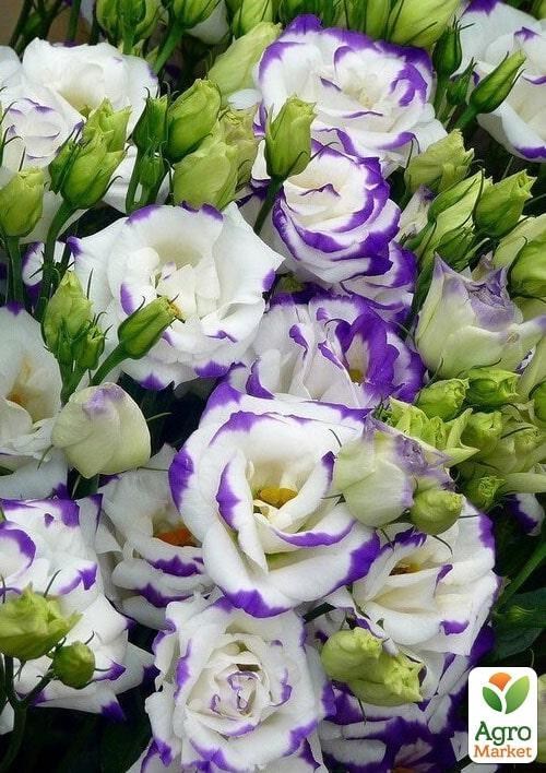 Еустома махрова "Arena Blue Picotee" укорінена в контейнері Р9