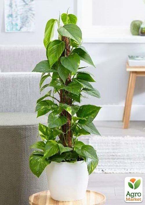 LMTD Эпипремнум на опоре "Aureum" высота 40-60см - фото 6