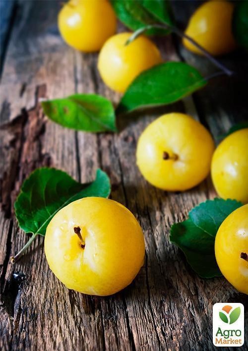 Алыча "Сонейка" (летний сорт, средний срок созревания)