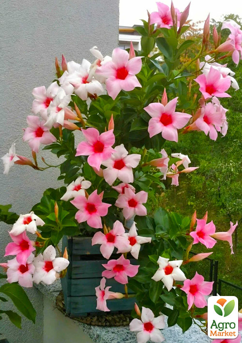 Дипладения (Mandevilla) "Rio Cream" (цветущая лиана)