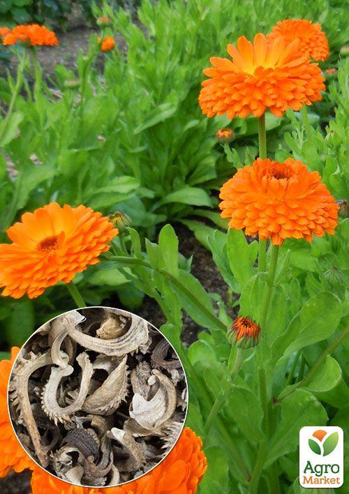 На вагу Календула "Помаранчевий король" ТМ "Весна" ціна за 3г