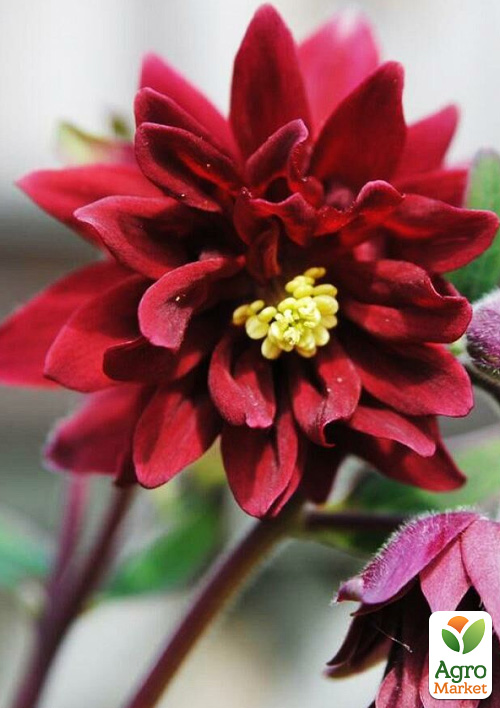 Аквілегія махрова "Ruby Port" 1 шт в упаковці