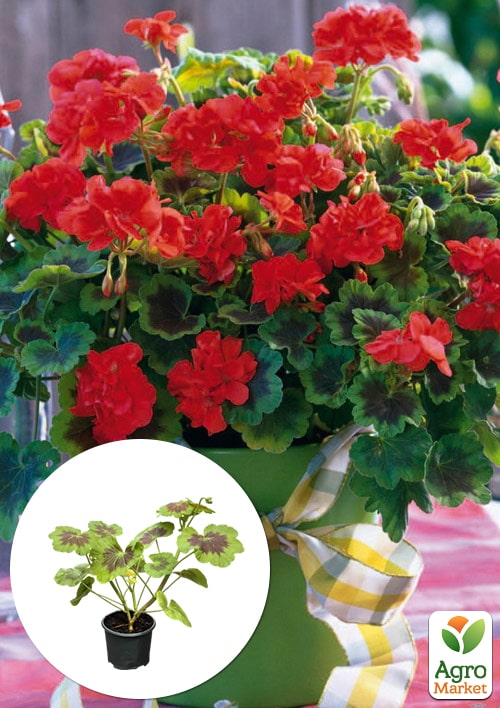 Пеларгония пестролистная "Dark Velvet" 
