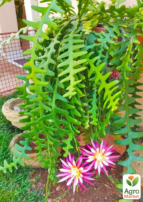 Епіфілум "Anguliger" - фото 6