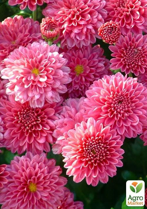 Хризантема корейська "Pompon Pink"