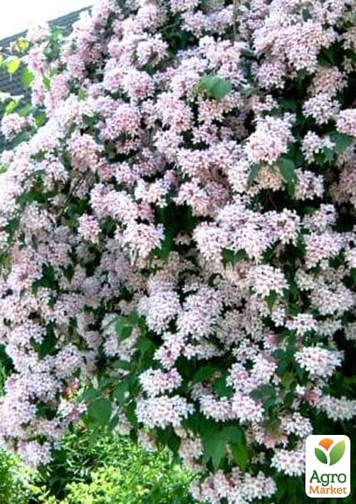 Кольквиция прелестная "Kolkwitzia Pink Cloud" - фото 2