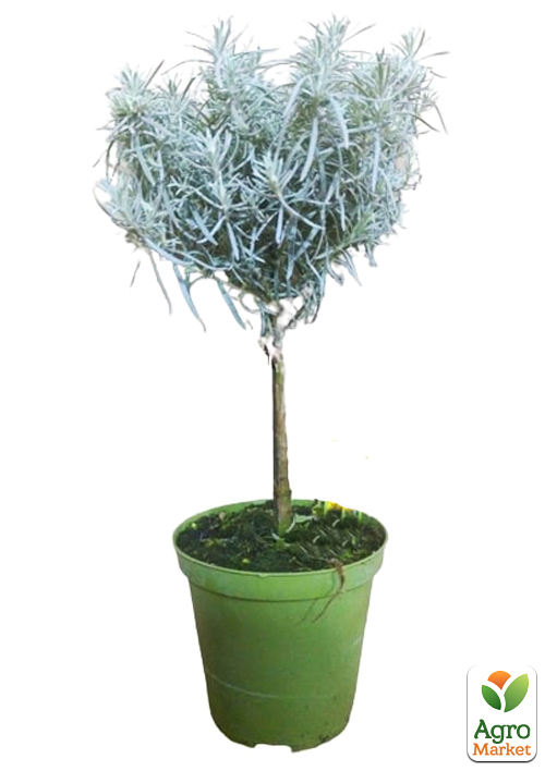 LMTD Гелихризум (Карри) на штамбе 3-х летний (30-40см) - фото 5