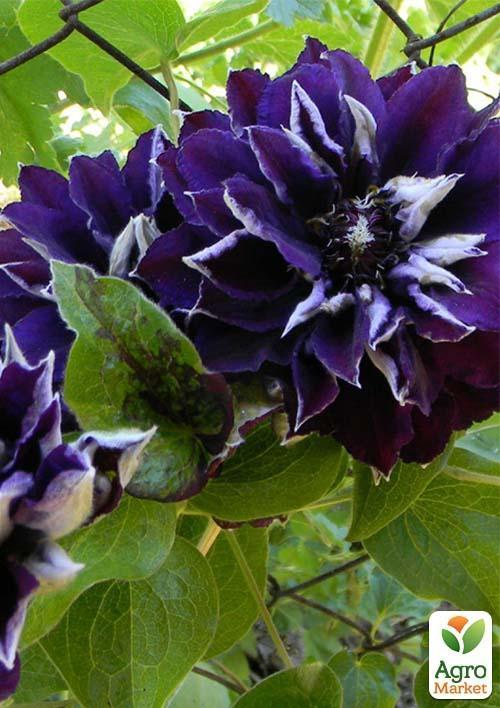 Клематис "Shin-Shigyoku" (повторноквітучий сорт) - фото 5
