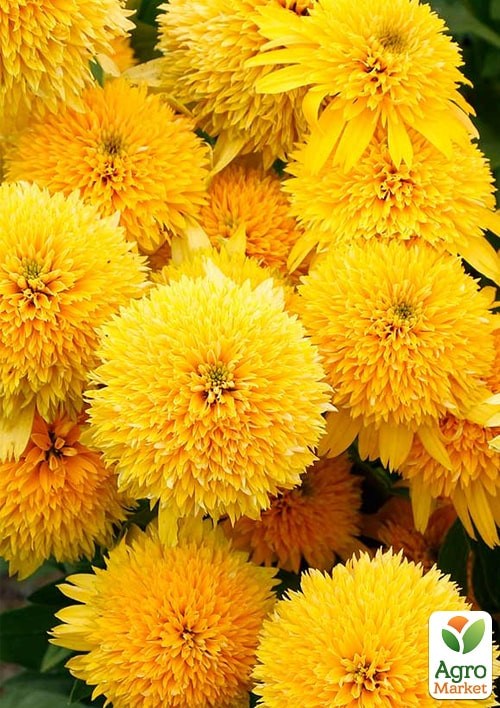 Ехінацея "Cara Mia Yellow" - фото 2