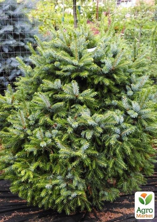 Ялина 3-х річна зелена "Nana" висота 55-75см - фото 3