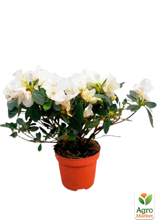 Рододендрон кімнатний "White" - фото 7