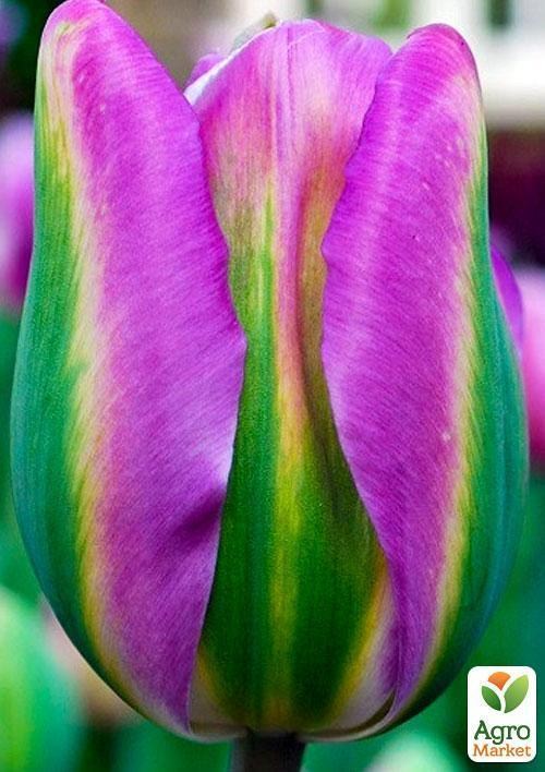 Тюльпан "Nightrider" (размер 10/11 , крупный) 3шт в упаковке