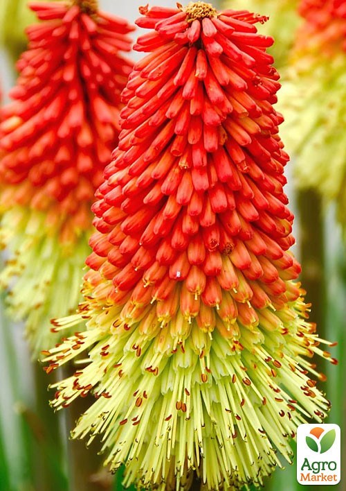 Кніпхофія "Poco Sunset" вазон С1