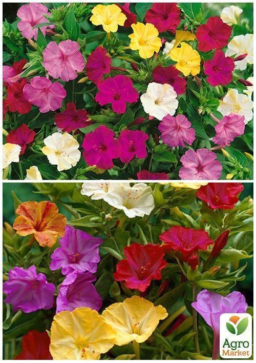 На вагу Мірабіліс суміш ТМ "Весна" ціна за 3г - фото 4