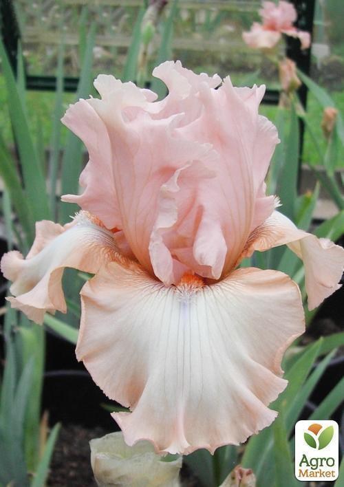 Ирис бородатый крупноцветковый "Just Kiss Me"  1шт в упаковке - фото 3