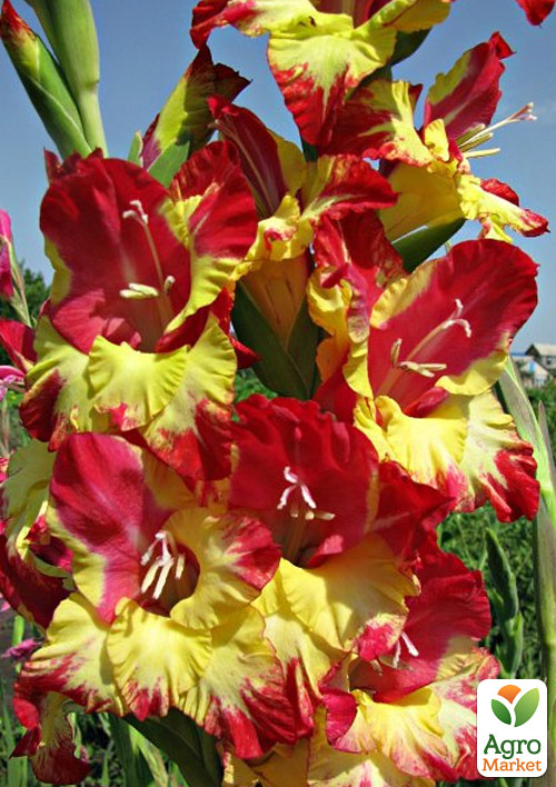 Гладіолус "Vasto" 3шт