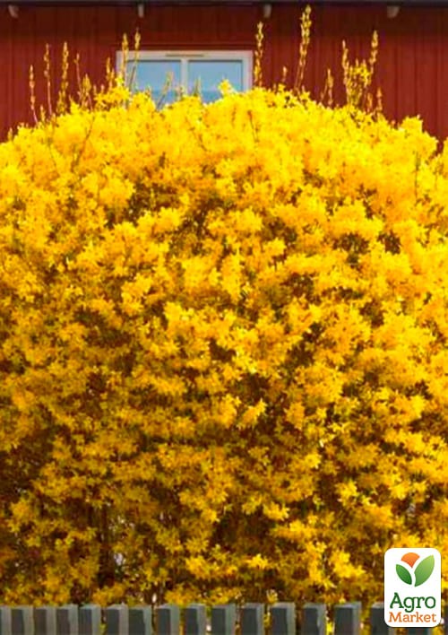 Форзиція проміжна "Golden Nugget" - фото 2