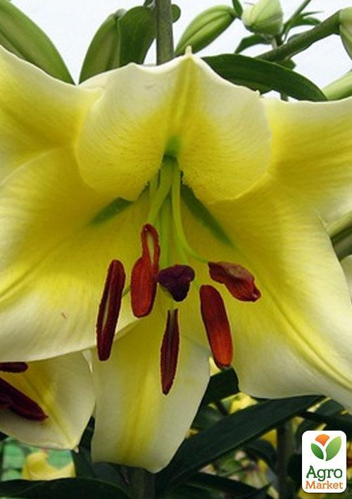 Лілія Гігант "Honeymoon" 1шт в упаковці - фото 5