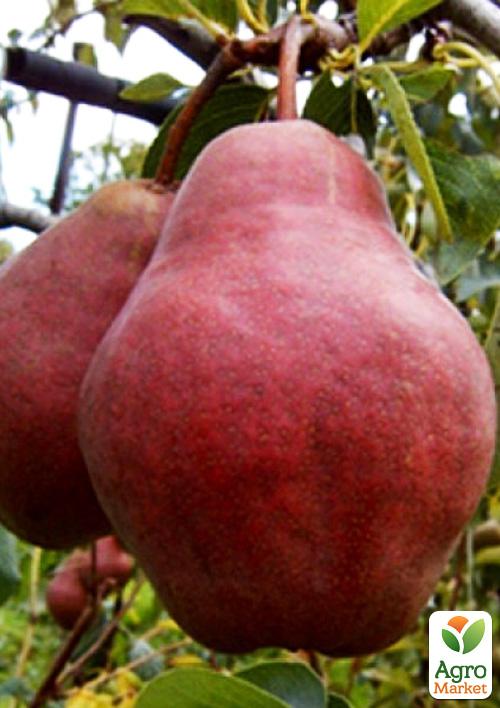 Груша "Вільямс Червоний"