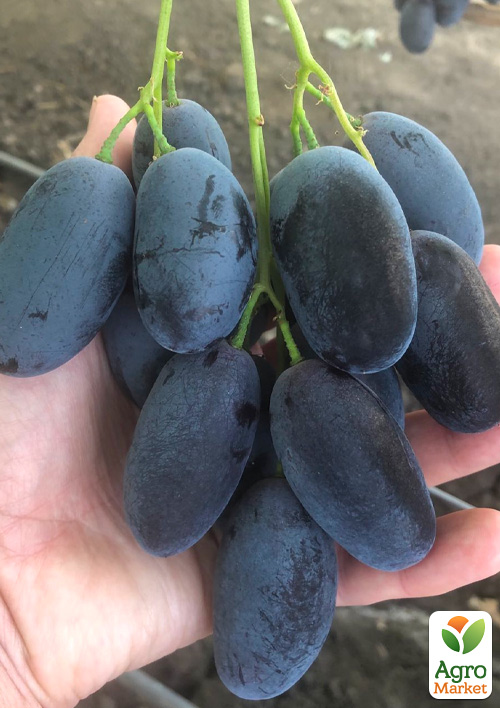 Виноград "Пам'яті Броніслава" (велика, соковита, солодка, хрустка м'якоть)