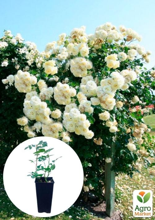 Роза в контейнере плетистая "Elfe" (саженец класса АА+)