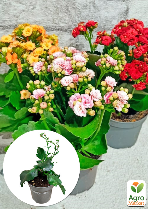 Каланхоэ Блоссфельда "MIX" Уценка" (Kalanchoe Blossfeldiana) (Нидерланды)