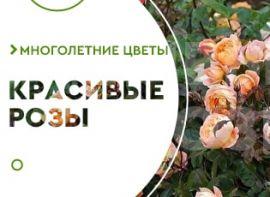 Популярні сорти англійських троянд - корисні статті про садівництво від Agro-Market