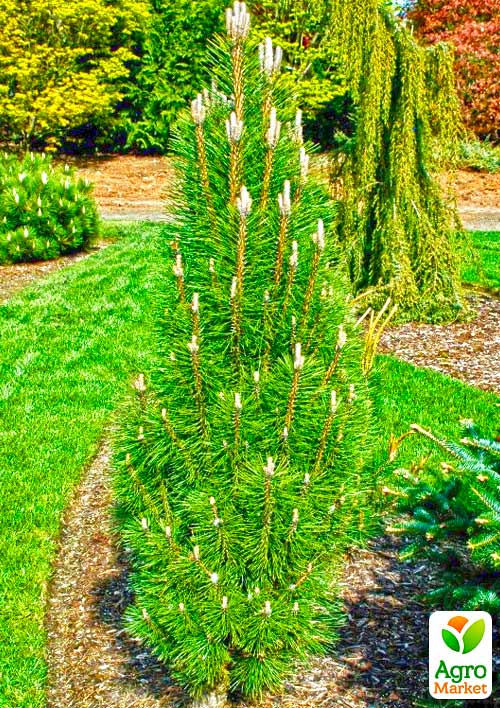 Сосна 3-х летняя черная "Piramidalis" С3, высота 25-30см - фото 3