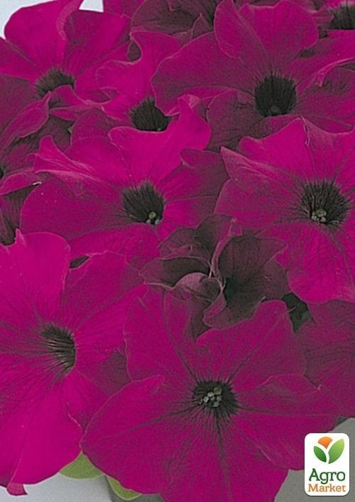 Петуния "Storm Fucsia" (контейнер №10, высота 10-15см)