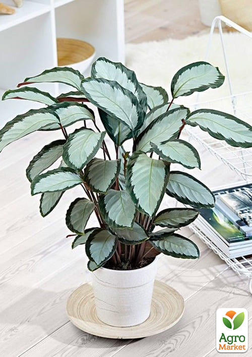 Калатея "Picturata" - фото 6