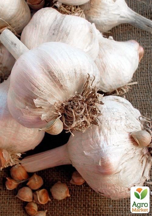 Часник гігант Рокамболь (3зуб.) - фото 4