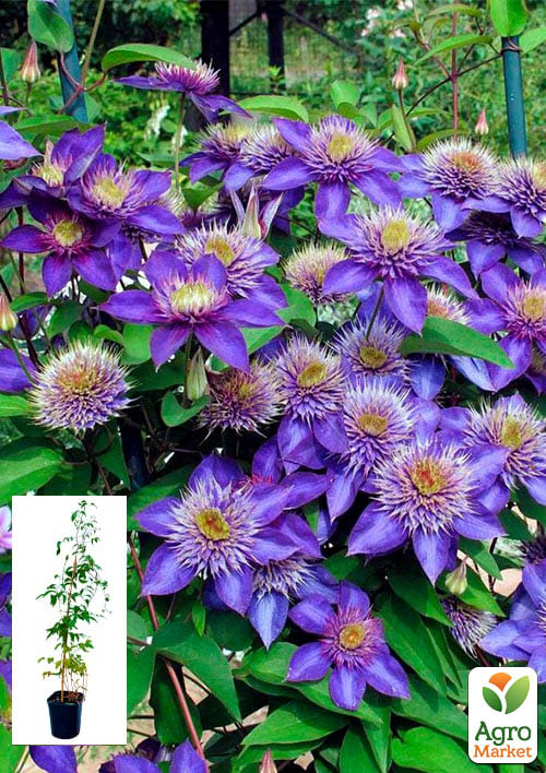 Клематис 2-х летний "Multi Blue" С2