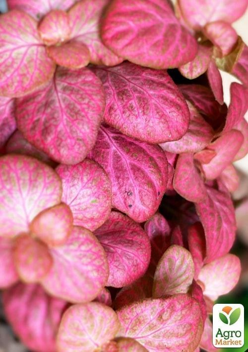 Фіттонія Джаніта (Fittonia Janita) - фото 3