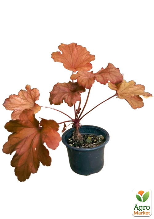 Гейхера (Heuchera) "Georgia Peach" С1 (высота 15-30см) - фото 5