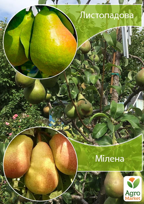 Дерево-сад Груша "Ноябрьская+Милена"