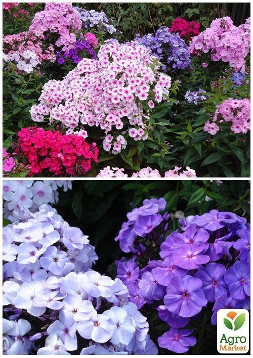 На развес Флокс смесь ТМ "Весна" цена за 1г - фото 3
