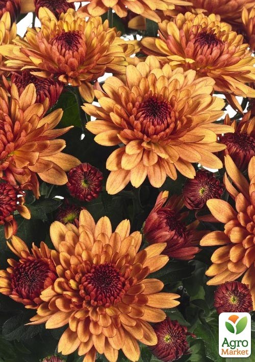 Хризантема корейська "Chrystal Bronze" - фото 4