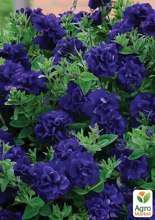 Петунія напівампельна Tumbelina "Belinda" (контейнер №10, висота 10-15см) - фото 3