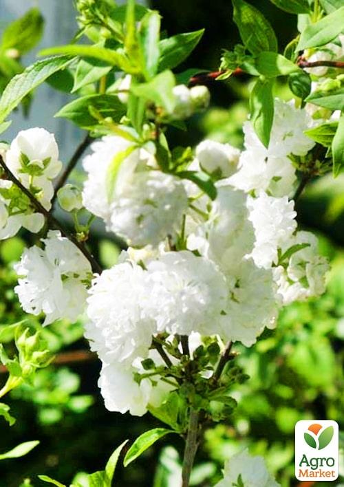 Сакура кустовая "Alba Plena"